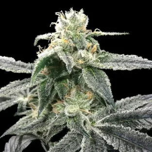 Blue Dream Feminized Seeds – DNA Genetics