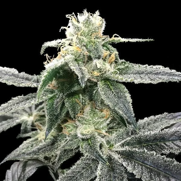 Authorized Cannabis Seeds Superstore Kinnabis 6 Blue Dream Feminized Seeds – DNA Genetics