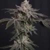 Z42 Ltd Edition Feminized Seeds