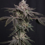 Z42 Ltd Edition Feminized Seeds