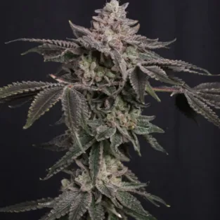 Z42 Ltd Edition Feminized Seeds