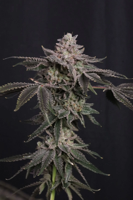 Z42 Ltd Edition Feminized Seeds