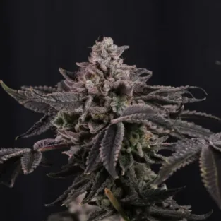 Z42 Ltd Edition Feminized Seeds