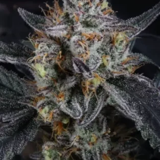 Guava Runtz Auto Feminized Seeds