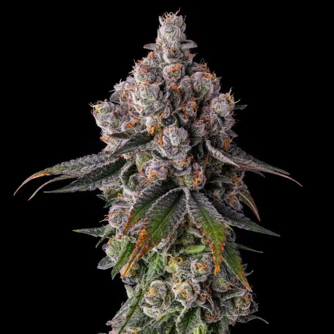 Authorized Cannabis Seeds Superstore Kinnabis 7 90 Proof Feminized Seeds