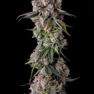 🔥 90 Proof Feminized Seeds – Compound Genetics High-THC Hybrid Cannabis Seeds (Grape Gas x Pavé)