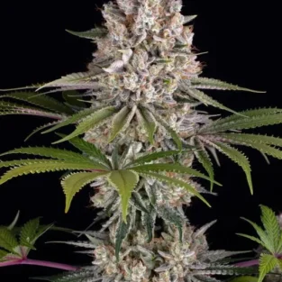 Barneys Farm Amnesia Haze Feminized Seeds