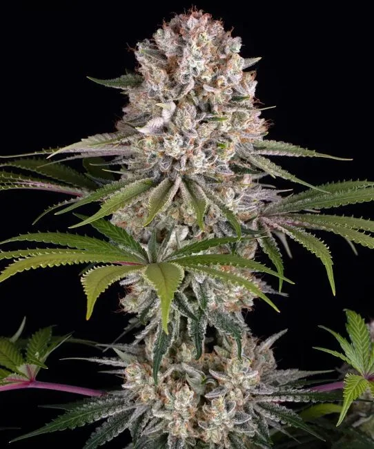 Authorized Cannabis Seeds Superstore Kinnabis 5 Barneys Farm Amnesia Haze Feminized Seeds