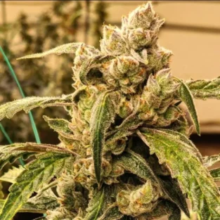 Banana Jealousy IBL Auto Feminized Seeds