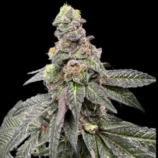 Banana Nut Bread Feminized Seeds – Atlas Seeds