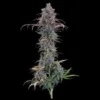 Cinderella Purple Feminized Seeds 3 Cinderella Purple Feminized Seeds