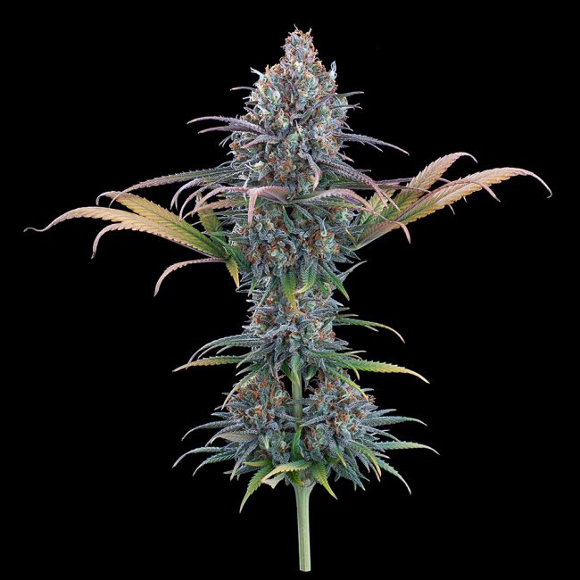 Cinderella Purple Feminized Seeds 2 Cinderella Purple Feminized Seeds