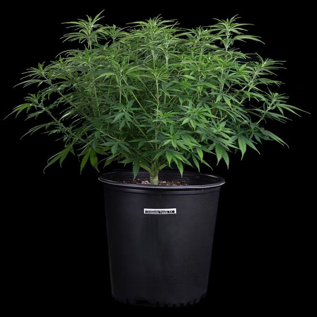 Cinderella Purple Feminized Seeds 3 Cinderella Purple Feminized Seeds