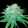 The Stinking Rose Feminized Seeds 1 Buy Stinking Rose Feminized Seeds by DNA Genetics. A fruity, diesel-rich hybrid with high THC, strong yields, and euphoric, relaxing effects.