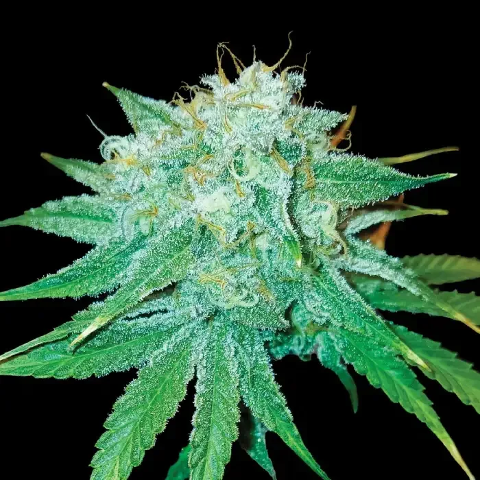 Buy Stinking Rose Feminized Seeds by DNA Genetics. A fruity, diesel-rich hybrid with high THC, strong yields, and euphoric, relaxing effects.