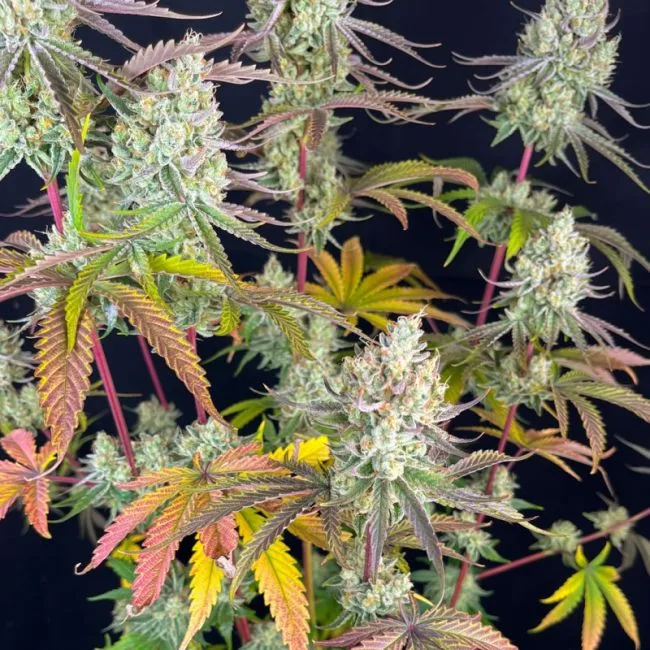 Fruit Bomb Punch Feminized Seeds