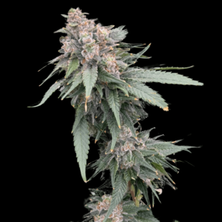 Galactic Guava Fast Feminized Seeds | Atlas Seeds