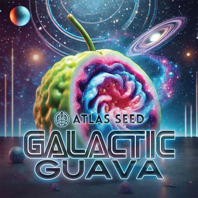 Galactic Guava Fast Feminized Seeds