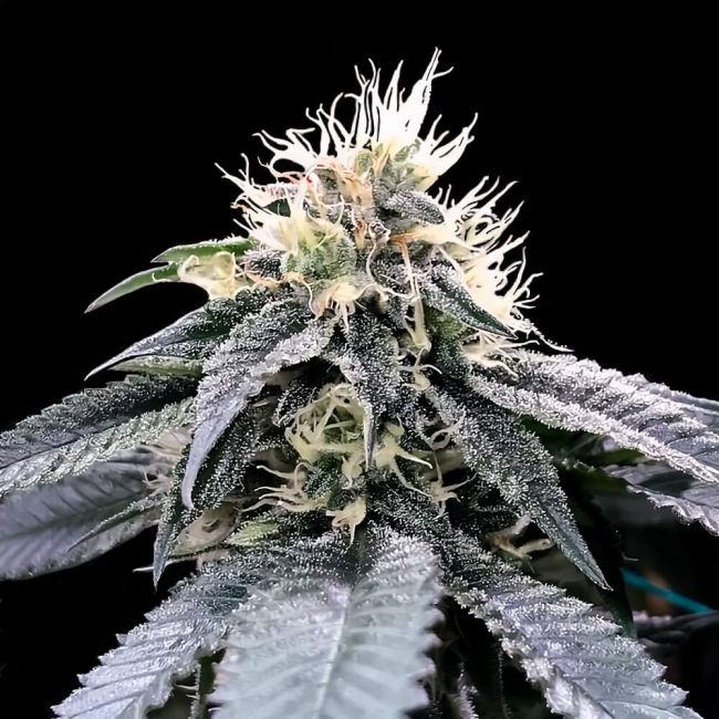Authorized Cannabis Seeds Superstore Kinnabis 5 Green Crack Feminized Seeds