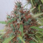 Honduras Regular Seeds – Ace Seeds