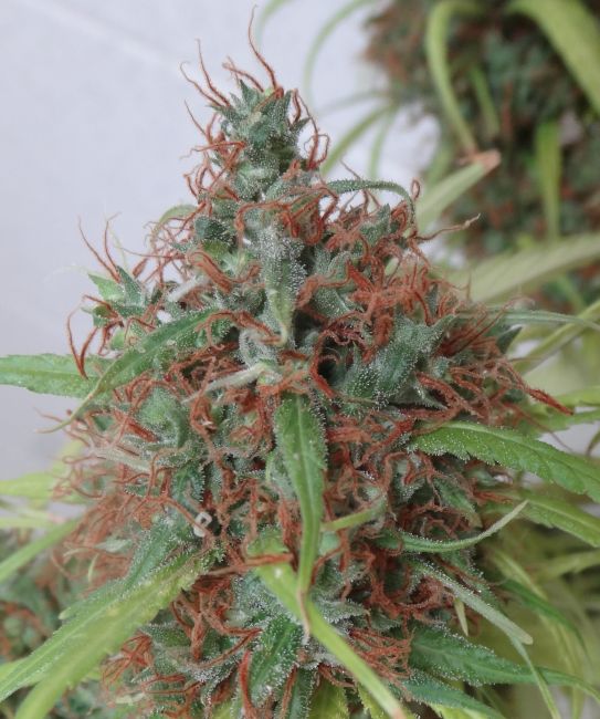 Honduras Regular Seeds – Ace Seeds