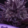 Imperium X Feminized Seeds 3 Imperium X Feminized Seeds