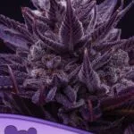 Imperium X Feminized Seeds