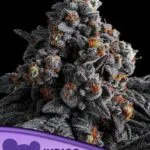 Indigo Sapphire Feminized Seeds