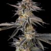 JAHrassic Feminized Seeds