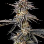 JAHrassic Feminized Seeds