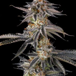 JAHrassic Feminized Seeds