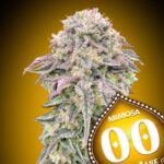 Mimosa Strain 00 Seed Bank Cannabis Seeds Kinnabis.