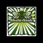 Mosca Seeds