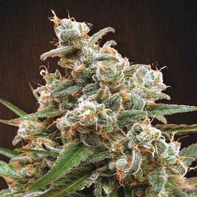 Nepal Jam Feminized Seeds – Ace Seeds