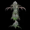 Ocifer Feminized Seeds 1 Ocifer Feminized Seeds