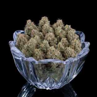 Ocifer Feminized Seeds 4
