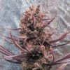 Panama Haze Regular Seeds