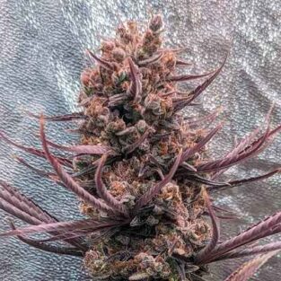 Panama Haze Regular Seeds