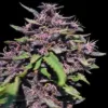 Panama X PCK Feminized Seeds 1 Panama x PCK Feminized Seeds – Ace Seeds