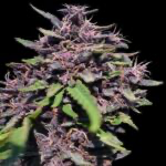Panama x PCK Feminized Seeds – Ace Seeds