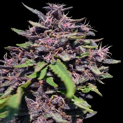 Panama x PCK Feminized Seeds – Ace Seeds