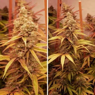 Pink Banana Runtz Ltd Edition Feminized Seeds
