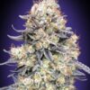 Purple Punch Auto Feminized Seeds 2 Purple Punch Auto Seeds