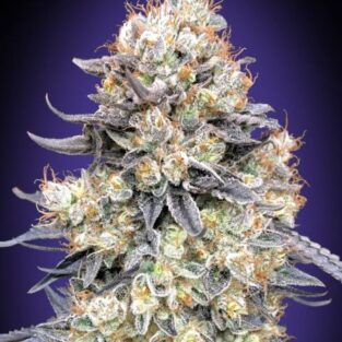 Purple Punch Auto Seeds