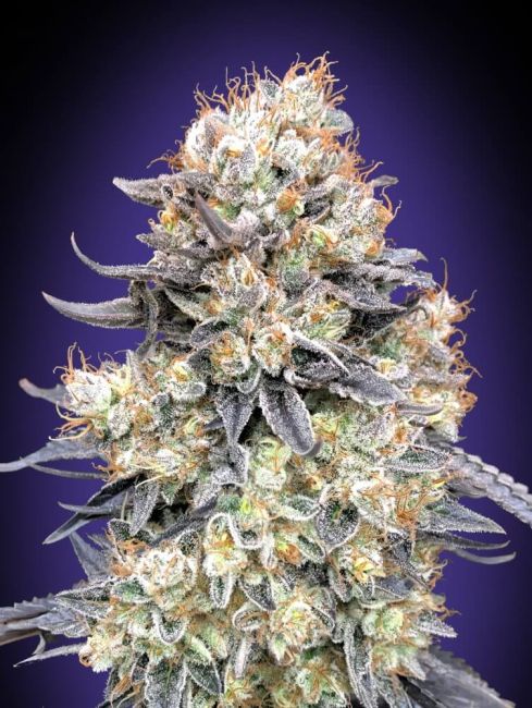 Authorized Cannabis Seeds Superstore Kinnabis 7 Purple Punch Auto Seeds