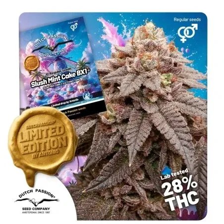 Slush Mint Cake BX1 Regular Seeds