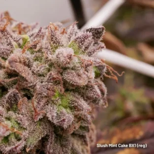 Slush Mint Cake BX1 Regular Seeds