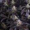 Strawberry Gorilla RF3 Auto Feminized Seeds