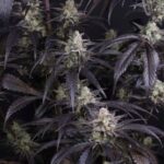 Strawberry Gorilla RF3 Auto Feminized Seeds