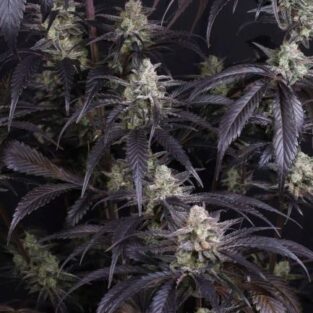 Strawberry Gorilla RF3 Auto Feminized Seeds